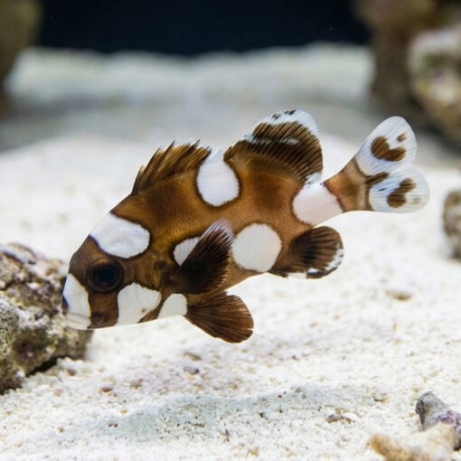 Spotted Sweetlips - Image 3