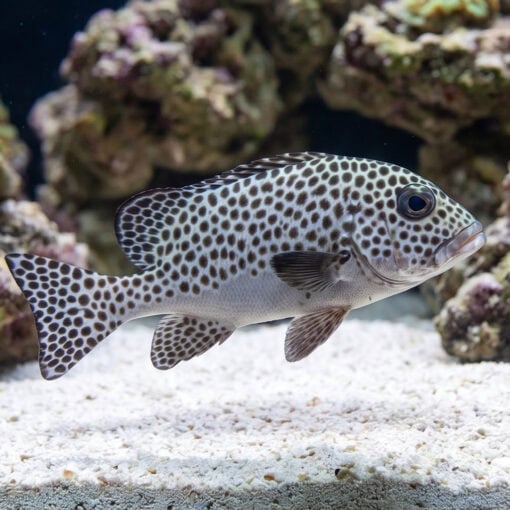 Spotted Sweetlips - Image 4