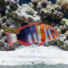 Harlequin Tusk
