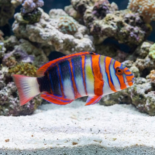 Harlequin Tusk Wrasse