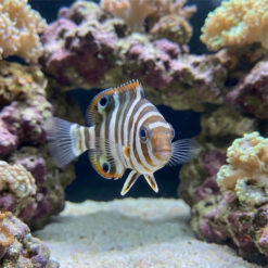 Alternative view of Harlequin Tusk