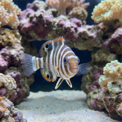 Harlequin Tusk - Image 2