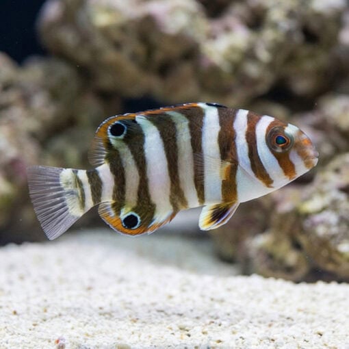 Harlequin Tusk - Image 4