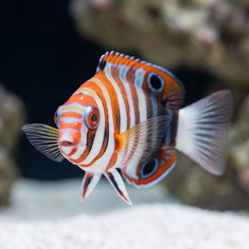 Harlequin Tusk - Image 5
