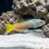 Harptail Blenny