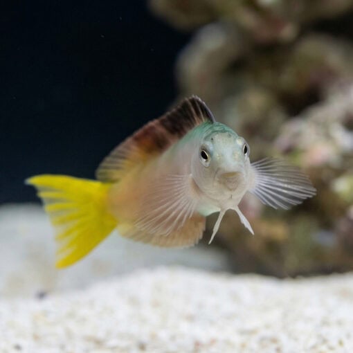 Harptail Blenny - Image 2
