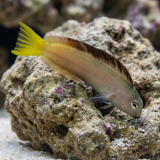 Harptail Blenny - Image 3