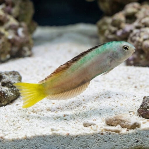 Harptail Blenny - Image 4