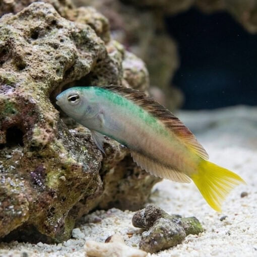 Harptail Blenny - Image 5