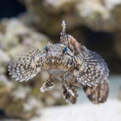 Alternative view of Hasselts Goby