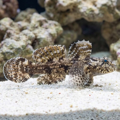Hasselts Goby - Image 3
