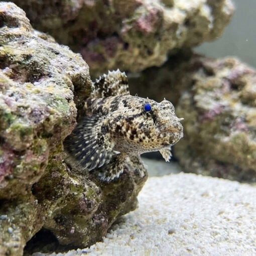 Hasselts Goby - Image 4