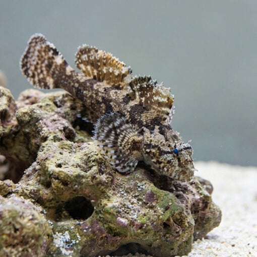 Hasselts Goby - Image 5