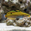 Hector's Goby