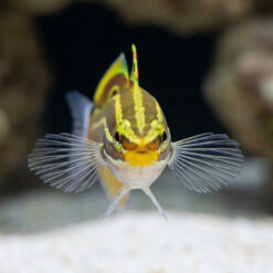 Alternative view of Hector's Goby