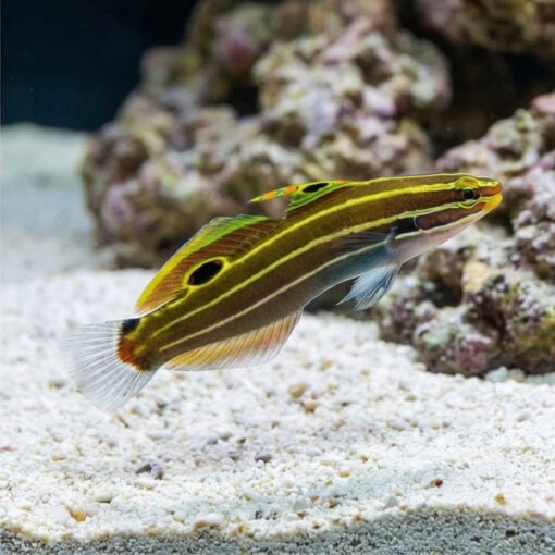 Hector's Goby - Image 3