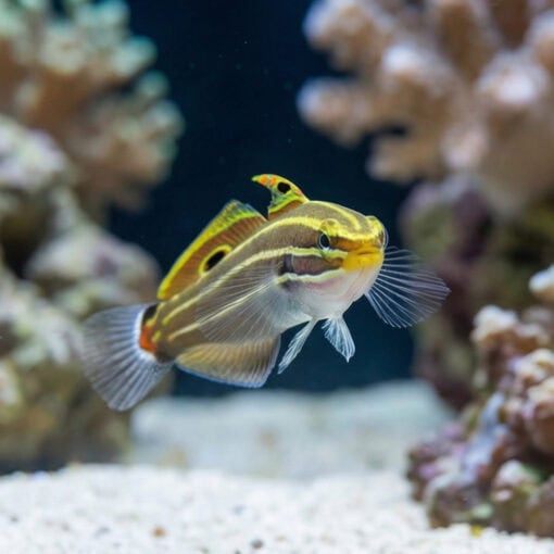 Hector's Goby - Image 4