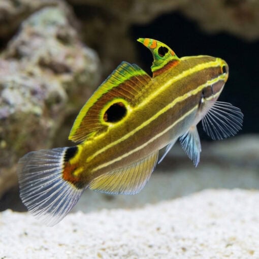 Hector's Goby - Image 5