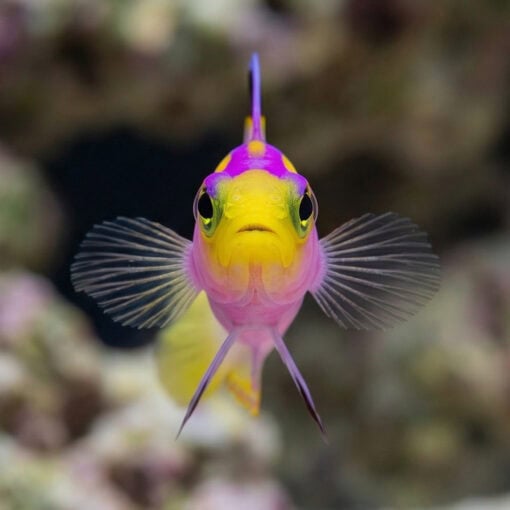 Firefish Helfrichi - Image 2