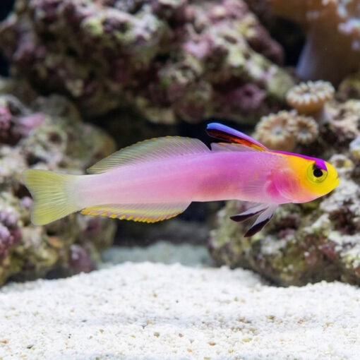 Firefish Helfrichi - Image 3