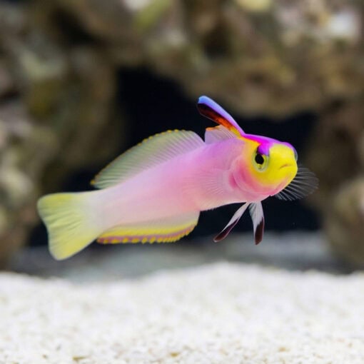 Firefish Helfrichi - Image 4