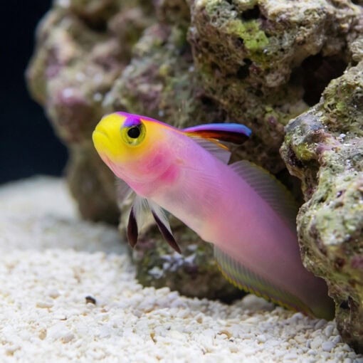 Firefish Helfrichi - Image 5