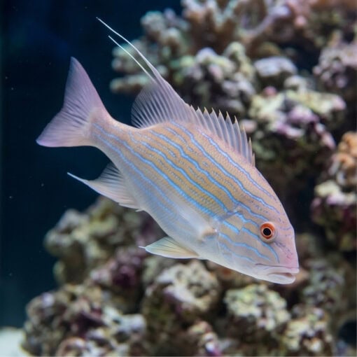 Thread-Finned Sea Perch - Image 3