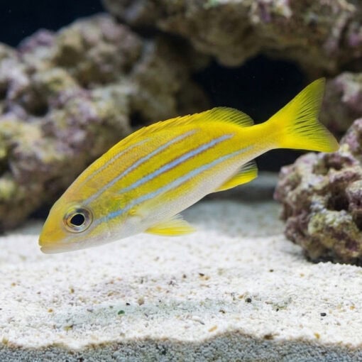 Thread-Finned Sea Perch - Image 4
