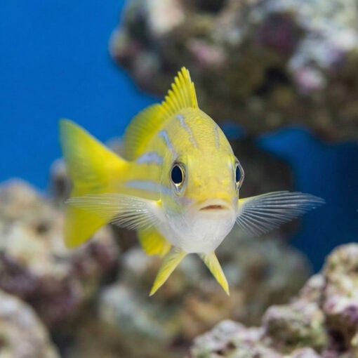 Thread-Finned Sea Perch - Image 5