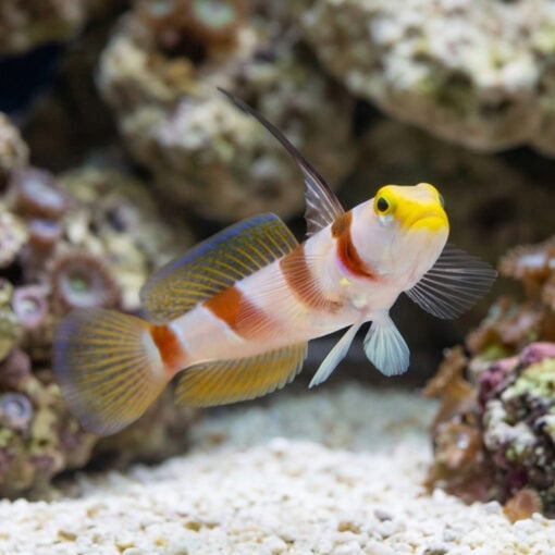 Barbershop Shrimpgoby - Image 2