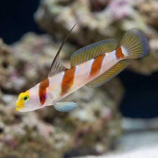 Barbershop Shrimpgoby - Image 3