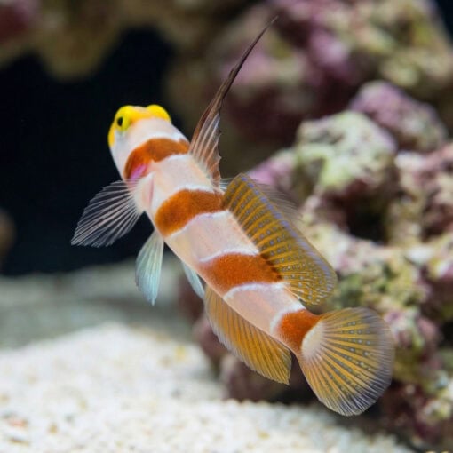 Barbershop Shrimpgoby - Image 4