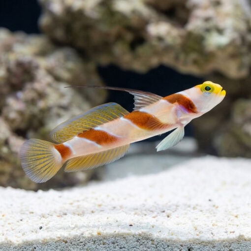 Barbershop Shrimpgoby - Image 5