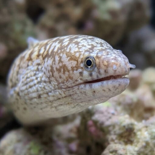 Highfin Moray - Image 2