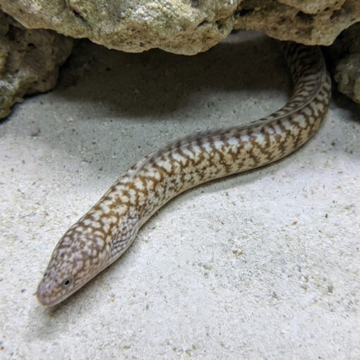 Highfin Moray - Image 3