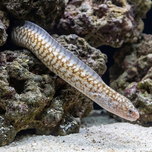 Highfin Moray - Image 4