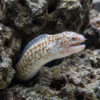 Highfin Moray