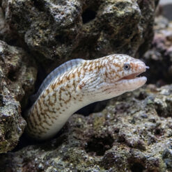 Highfin Moray