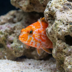 Alternative view of Geometric Pygmy Hawkfish