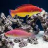 Hooded Fairy Wrasse