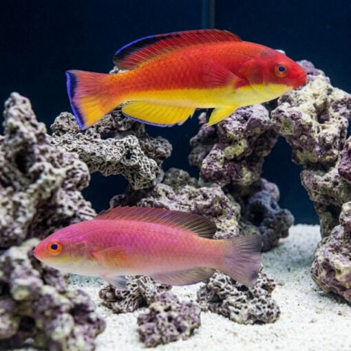 Hooded Fairy Wrasse