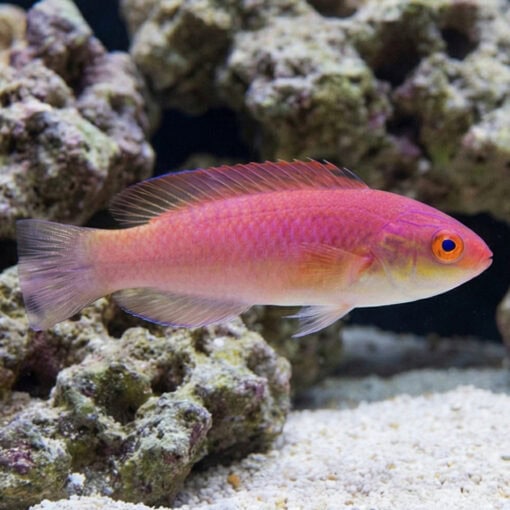 Hooded Fairy Wrasse - Image 4