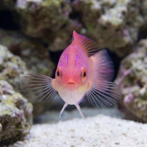 Hooded Fairy Wrasse - Image 5