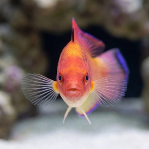 Hooded Fairy Wrasse - Image 2