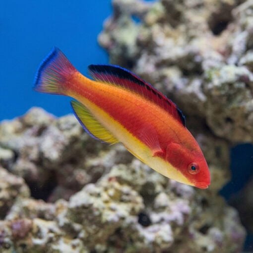 Hooded Fairy Wrasse - Image 3