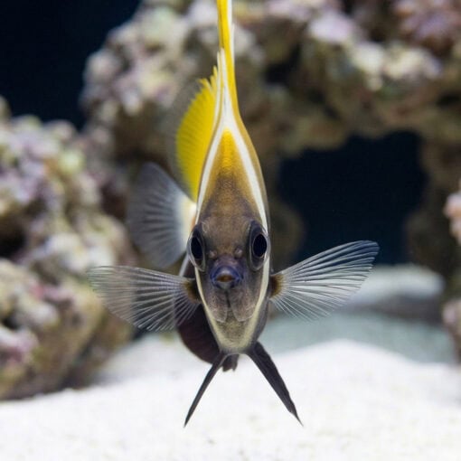Humphead Bannerfish - Image 2