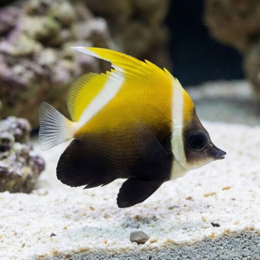 Humphead Bannerfish - Image 3
