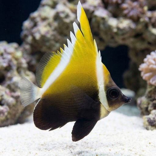 Humphead Bannerfish - Image 4