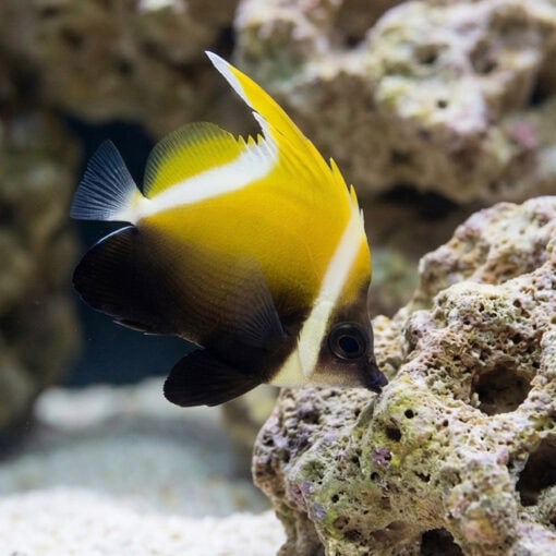 Humphead Bannerfish - Image 5