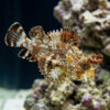 Horned Barbfish